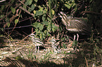 bush stone-curlews