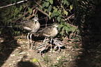 bush stone-curlews