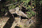 bush stone-curlews