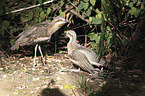 bush stone-curlews