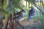 bush stone-curlews