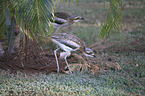 bush stone-curlews