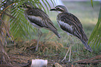 bush stone-curlews