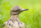bush stone-curlew
