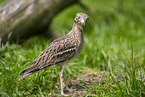 bush stone-curlew
