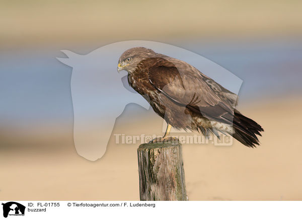 Bussard / buzzard / FL-01755