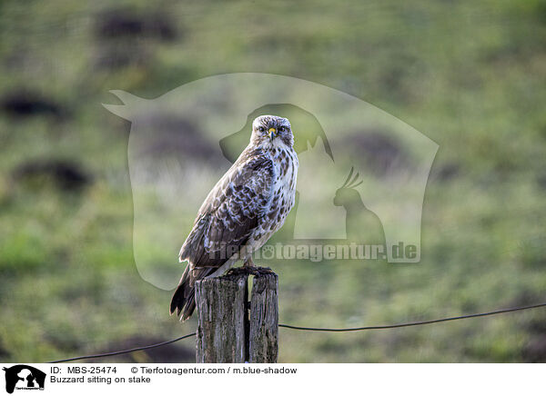 Bussard sitzt auf Pfahl / Buzzard sitting on stake / MBS-25474