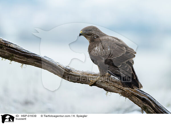 Bussard / buzzard / HSP-01639