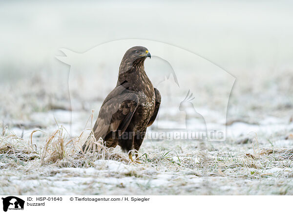 Bussard / buzzard / HSP-01640