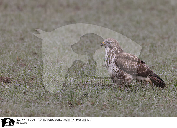 Bussard / buzzard / FF-16504