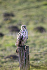 Buzzard sitting on stake