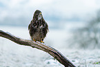 buzzard