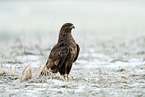 buzzard