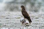 buzzard