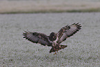 buzzard