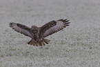 buzzard
