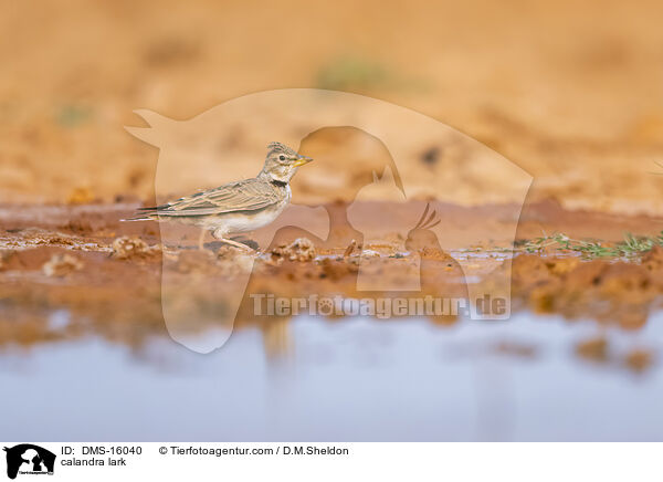 calandra lark / DMS-16040