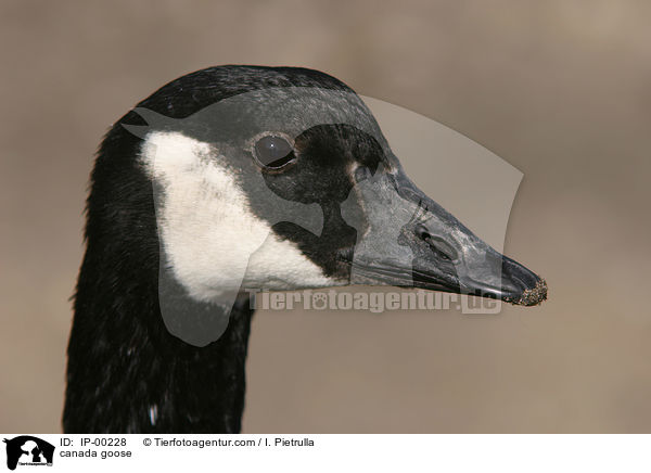 Kanadagans / canada goose / IP-00228