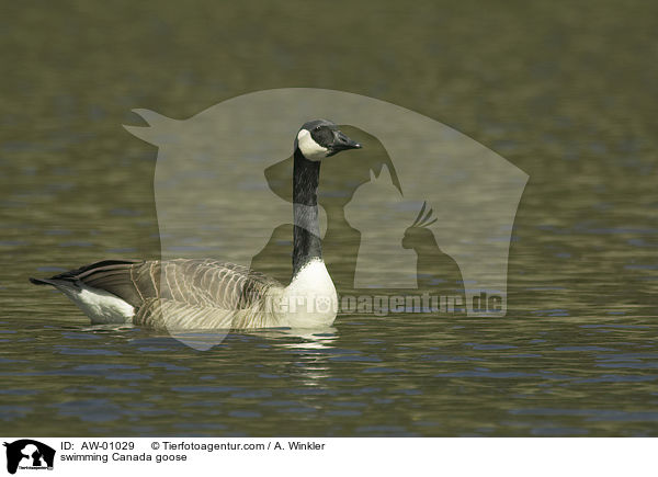 schwimmende Kanadagans / swimming Canada goose / AW-01029