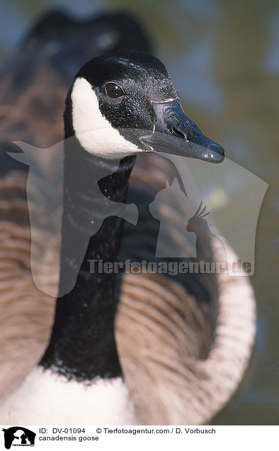 Kanadagans / canadensis goose / DV-01094