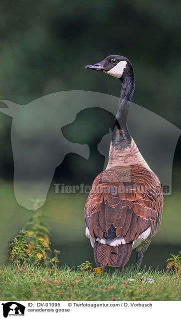 Kanadagans / canadensis goose / DV-01095