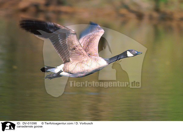 Kanadagans / canadensis goose / DV-01096