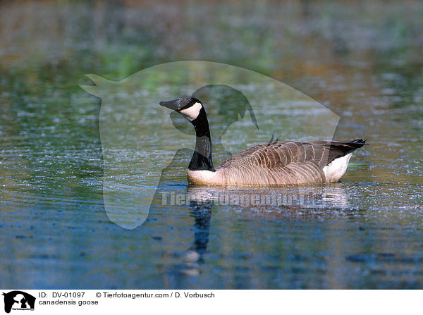 Kanadagans / canadensis goose / DV-01097