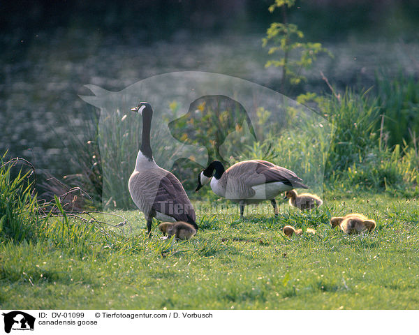 Kanadagans / canadensis goose / DV-01099