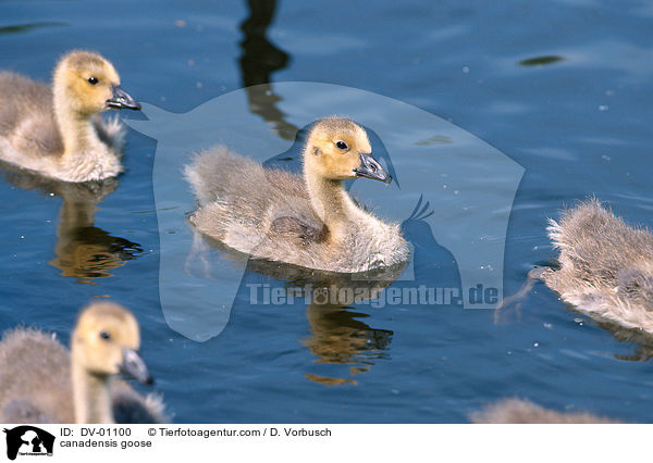 Kanadagans / canadensis goose / DV-01100