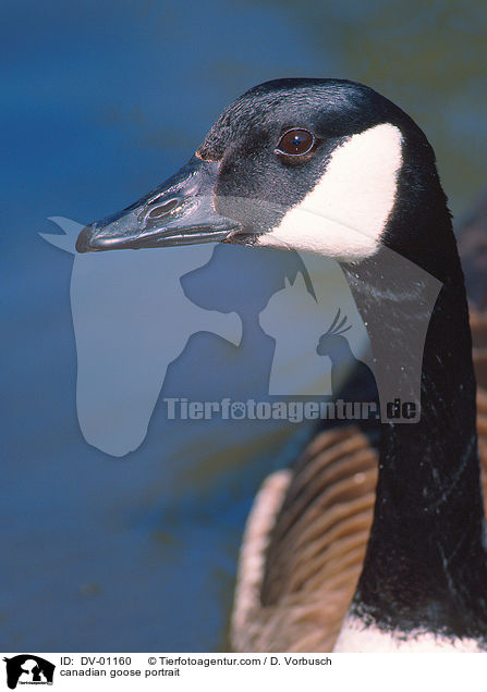 canadian goose portrait / DV-01160