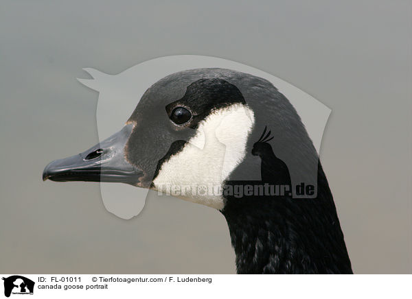 canada goose portrait / FL-01011