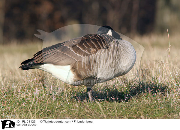 Kanadagans / canada goose / FL-01123