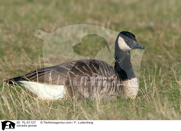 Kanadagans / canada goose / FL-01127