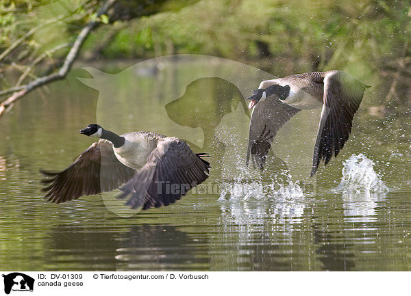 canada geese / DV-01309