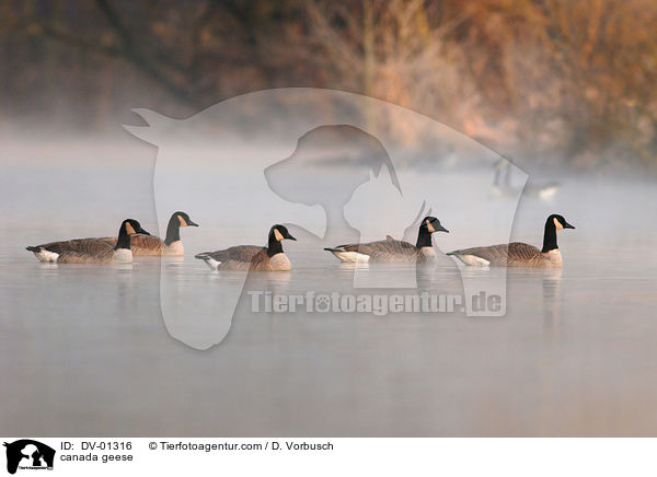 canada geese / DV-01316