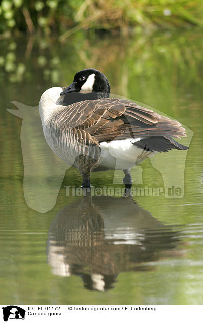 Canada goose / FL-01172