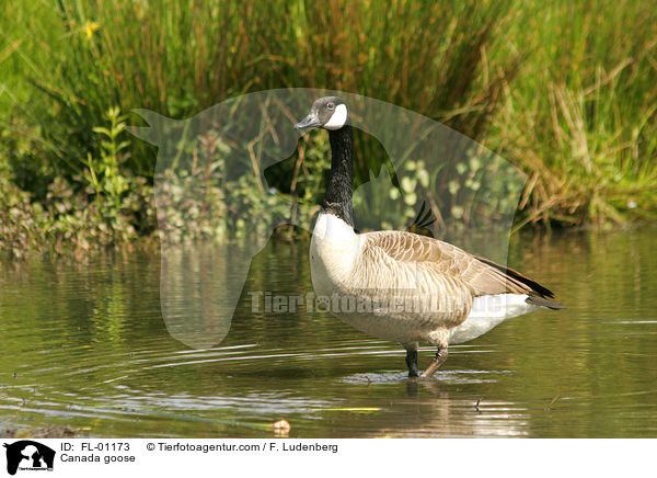 Canada goose / FL-01173