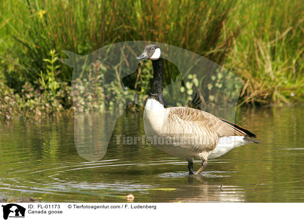 Kanadagans / Canada goose / FL-01173