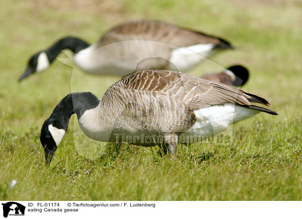 Kanadagnse beim fressen / eating Canada geese / FL-01174