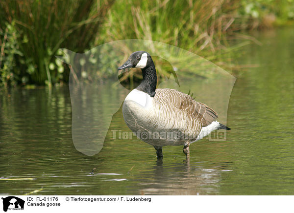 Kanadagans - Rotbachsee bei Dinslaken in NRW / Canada goose / FL-01176