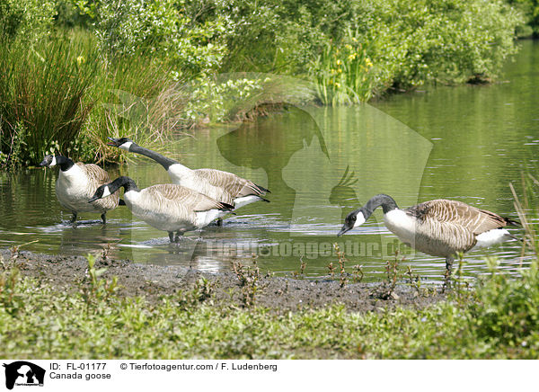 Canada goose / FL-01177