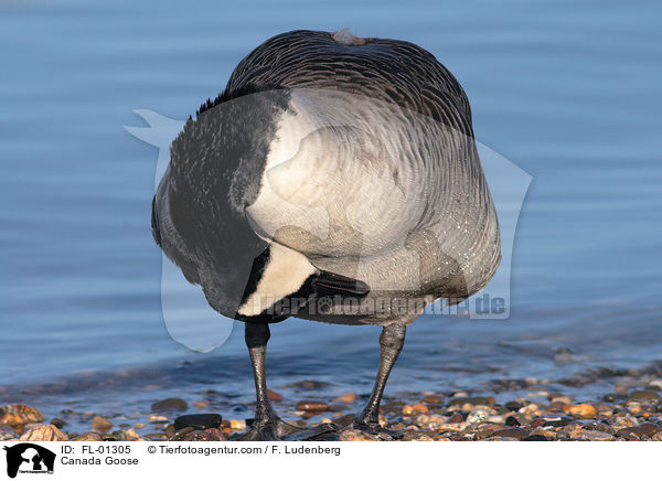 Kanadagans / Canada Goose / FL-01305