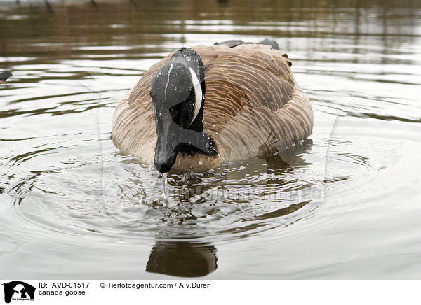 Kanadagans / canada goose / AVD-01517