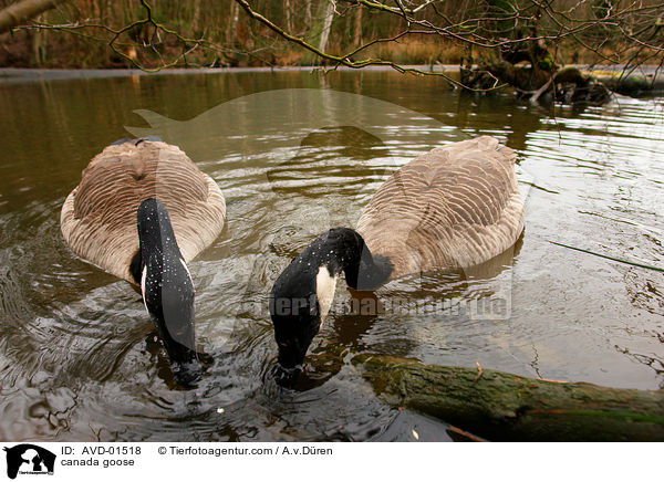 Kanadagans / canada goose / AVD-01518