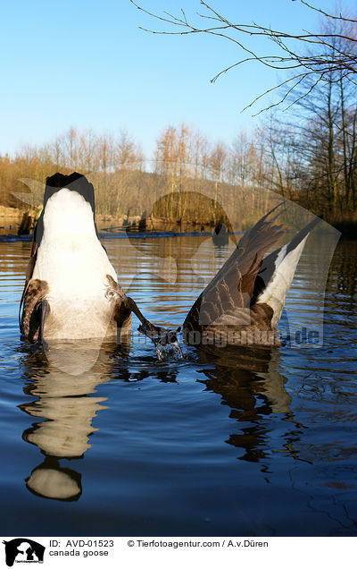 Kanadagans / canada goose / AVD-01523