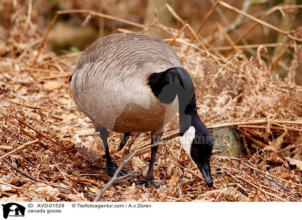 Kanadagans / canada goose / AVD-01529