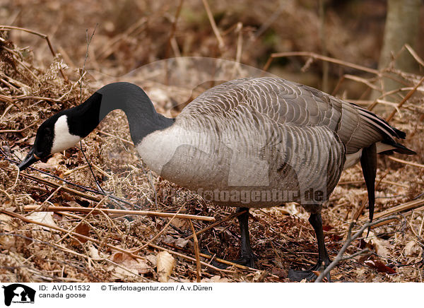 Kanadagans / canada goose / AVD-01532