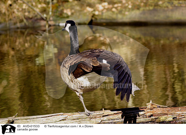 Kanadagans / canada goose / AVD-01533