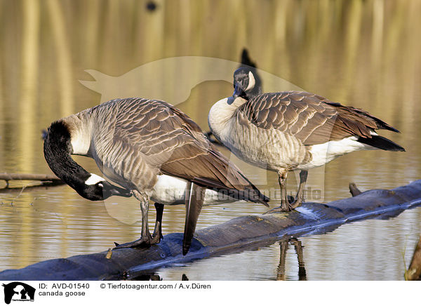 Kanadagans / canada goose / AVD-01540