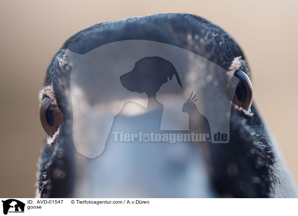 verdudster Blick / goose / AVD-01547